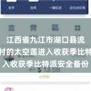 江西省九江市湖口县流泗镇红星村的太空莲进入收获季比特派安全备份